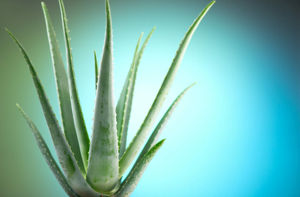 Home bigstock aloe vera closeup aloevera pl 323566189 1500x985 1 1024x672